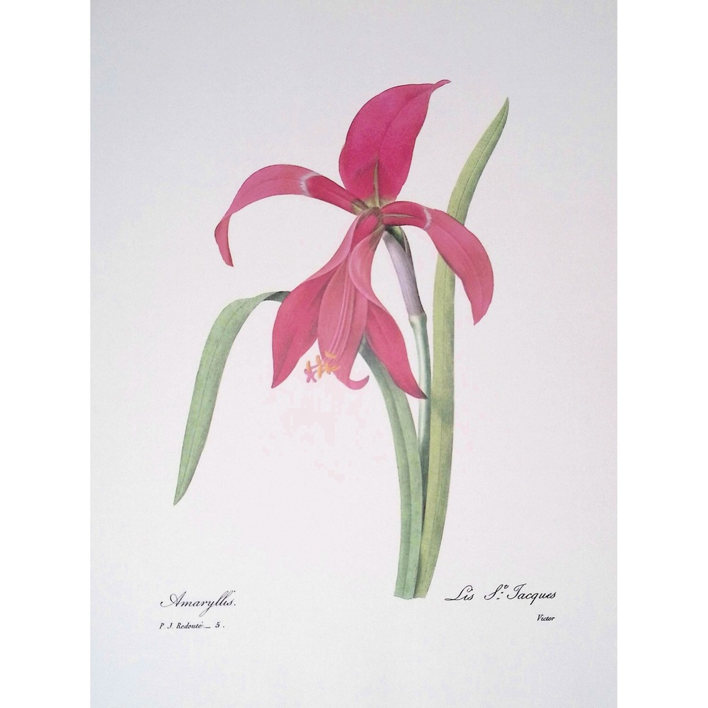 Redoute Amaryllis Lis St Jacques Botanical Flower Print Pink Lily Vtg Wall Art
